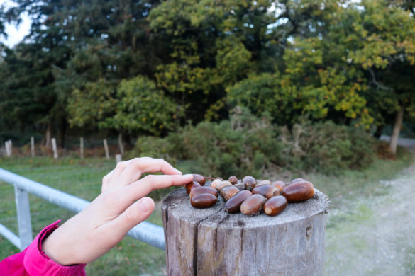 Child placing acorn on stump at the RSPB Arne