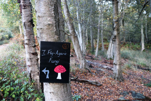 Toadstool sign at Arne's halloween nature trail
