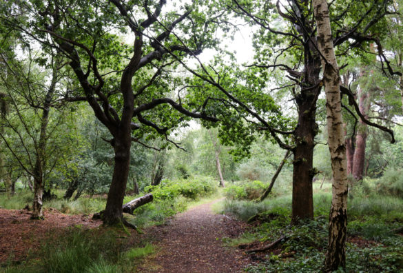 Woodland path at Arne Nature Reserve