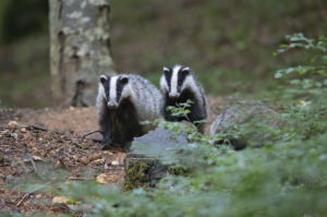 Two badgers in woodland