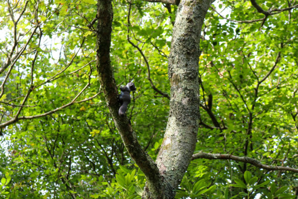A model squirrel in a tree at the Blue Pool