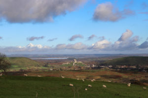 Sheep grazing in field in front of Corfe Castle and village in gap between Purbeck Hills