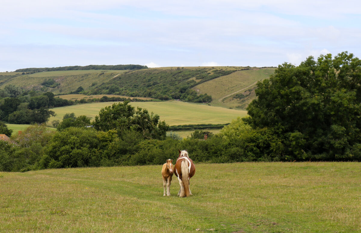 Horse and foal on Corfe Common