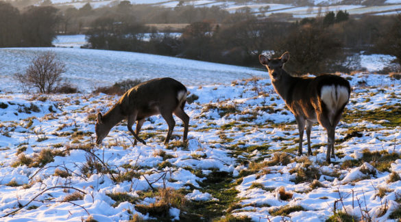 Deer grazing in the snow on Corfe Common