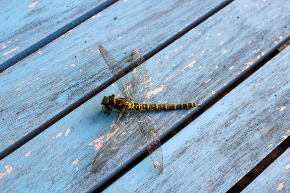 Dragonfly resting on blue bench