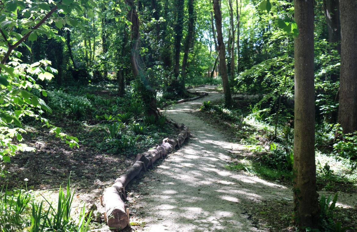 Winding path through woodland at Durlston Country Park