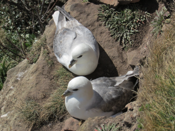 Two fulmar birds nesting on a cliff