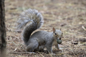Grey squirrel with acorn husk in its mouth