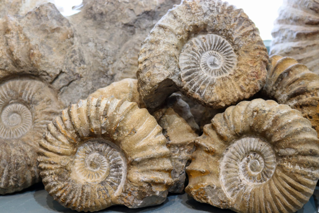 Fossils at Lulworth visitor centre
