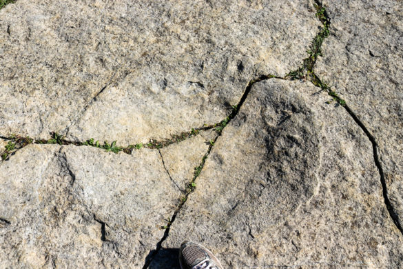 Dinosaur footprints at Keate's Quarry
