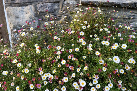 Flowers against stone wall in Kingston village