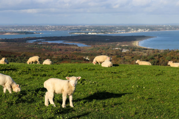 Grazing lambs with Poole Harbour behind at Ballard Down and its obelisk