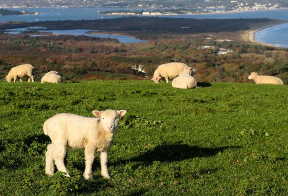 Lamb on the headland of Ballard Down with Poole Harbour in the distance