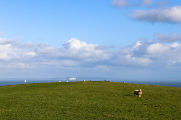 Sheep on grazing land at Ballard Down looking toward the Isle of Wight