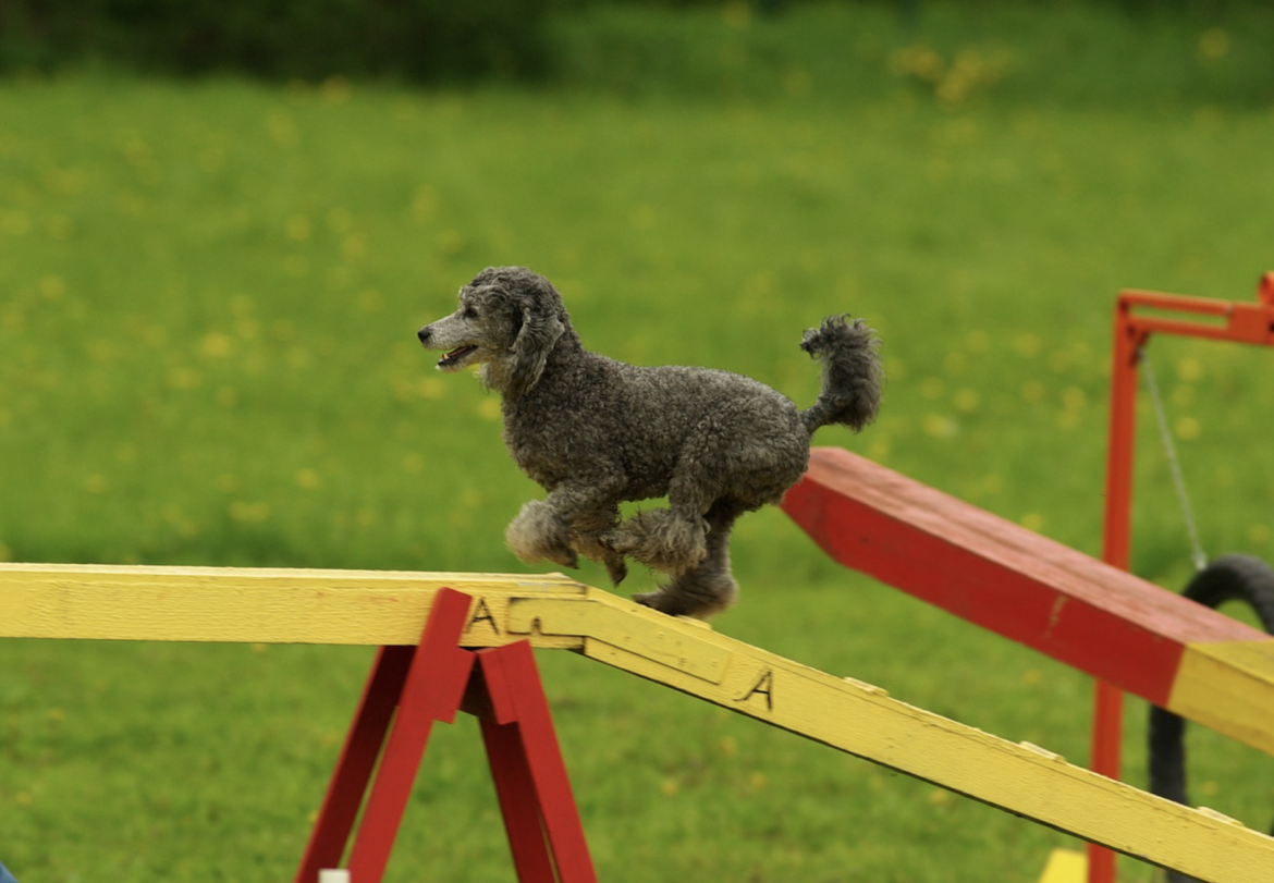 Poodle dog on yellow and red agility course