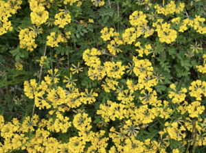 Yellow flowers of the horseshoe vetch