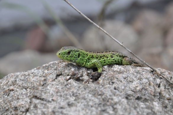 Bright green sand lizard on a stone