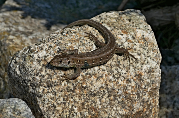A common lizard on a rock