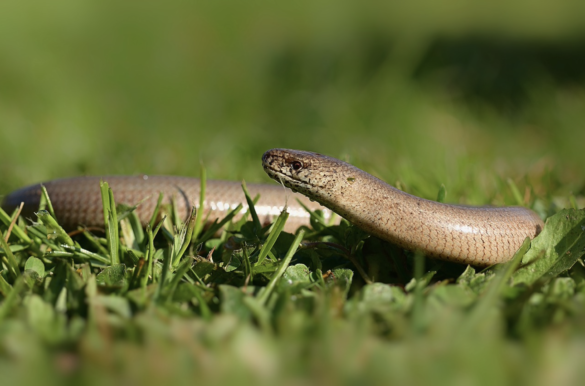 A slow worm in some grass