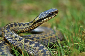 Yellow and black adder in grass