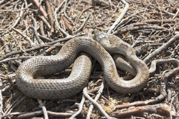 A smooth snake resting amongst twigs