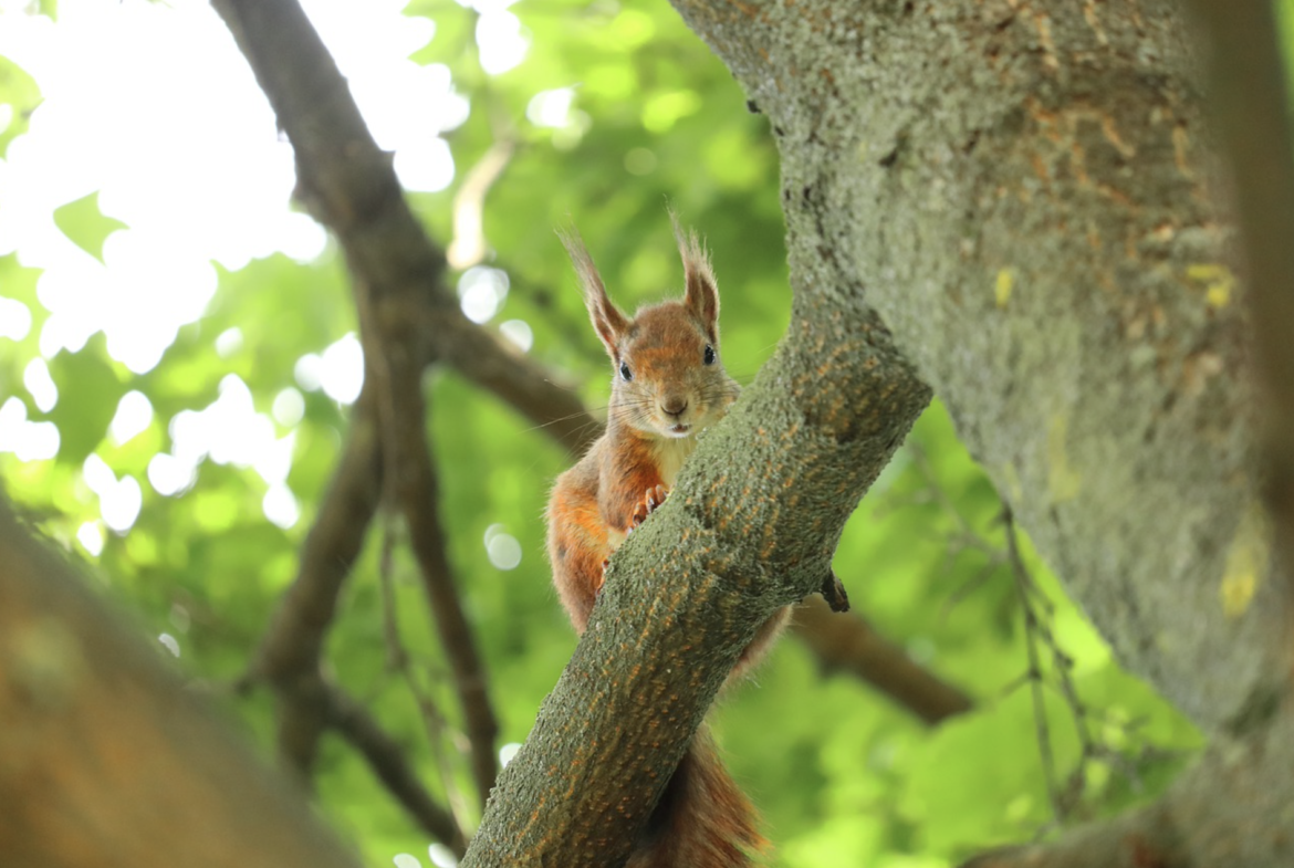 Red squirrel sitting on a branch in a tree