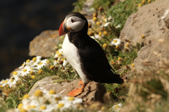 Puffin resting on a rock with wildflowers