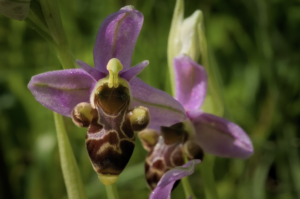 Close up of a bee orchid