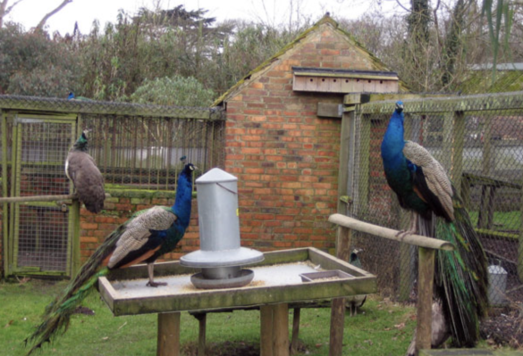 Peacocks at feeding station at Upton Country Park, Poole