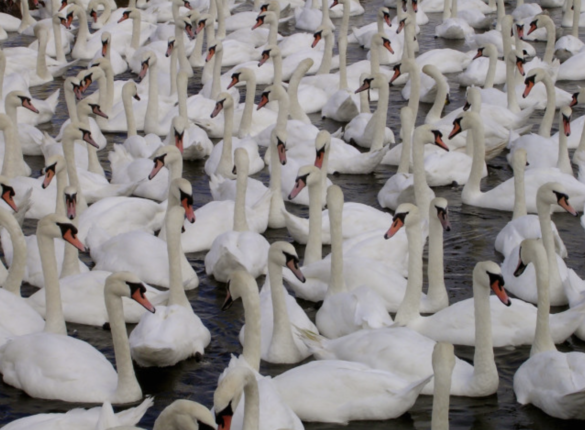 Swans at Abbotsbury Swannery
