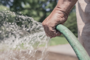 Volunteer watering with garden hose