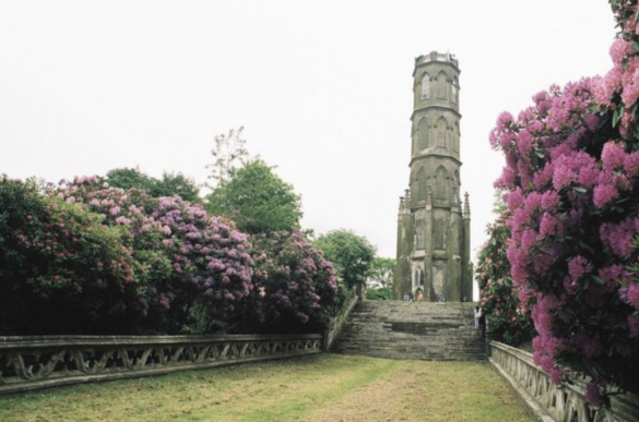 Rhododendrons along path leading up to Charborough folly tower