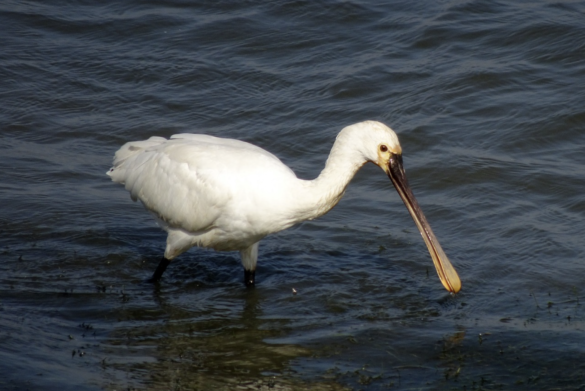 A wading spoonbill looking into the water