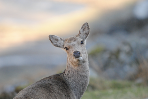 Female sika deer looking toward the camera