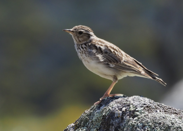 A woodlark sitting on a mossy stone