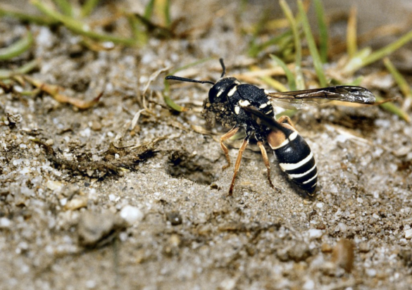 A striped Purbeck mason wasp sitting on some vegetation