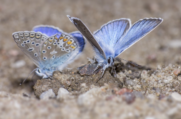 Two Silver-Studded Blue butterflies