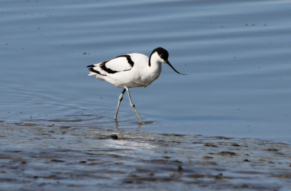 An avocet wading in some water