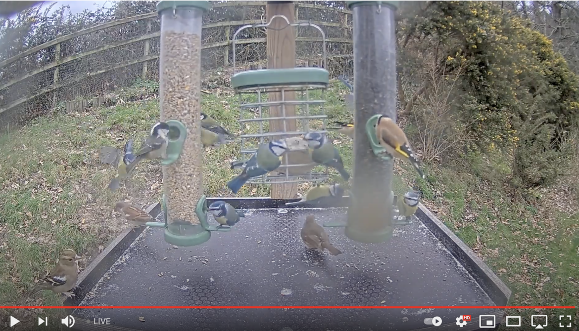 Wild garden birds at the feeding station of the RSPB's webcam in Arne