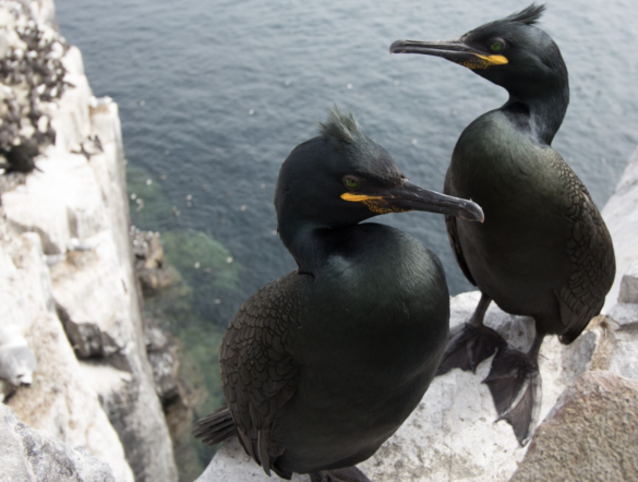 A pair of shags sitting on a rocky cliff above the sea