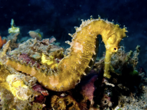 Spiny seahorse, Studland Bay