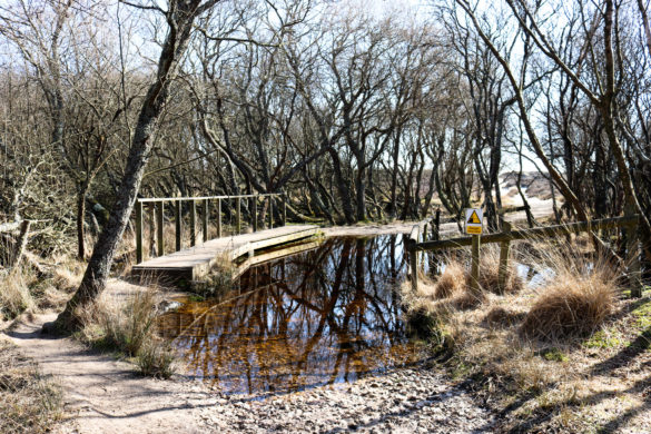 Bridge over standing water through heather walk to Studland Naturist Beach