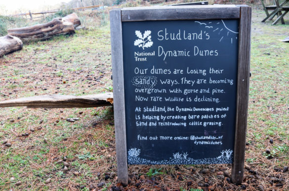 Blackboard of information about Studland's dynamic sand dunes