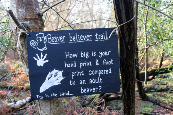 Beaver footprint information sign in the woods at Knoll beach Studland
