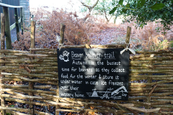 Autumn information about beavers in the woodland adjacent to Knoll Beach