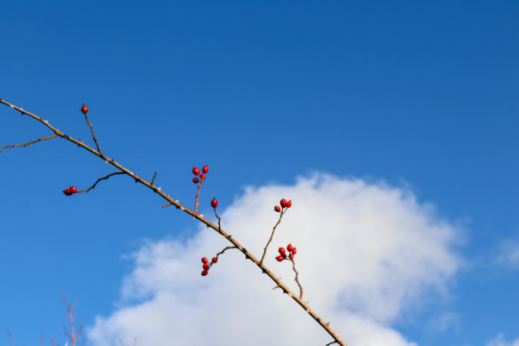 Rosehips against the sky on the walk up to the Swanage obelisk