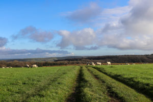 Sheep in field at Swyre Head walk