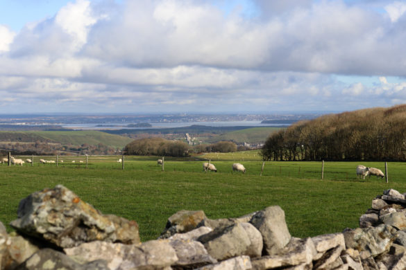 Sheep grazing in field with view toward Corfe Castle from Swyre Head