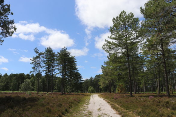 Bridleway through the trees in Wareham Forest
