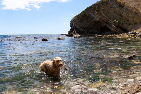 Dog in the water at Pondfield Cove, next to Worbarrow Bay